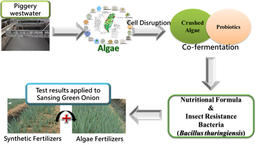 Microalgae Applied to Livestock Wastewater Treatment