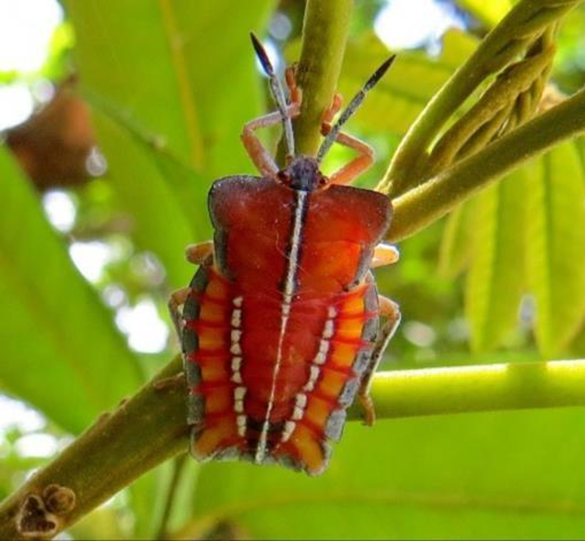 NCKU Assists the Government to Firstly Adopt UAVs to treat Tessaratoma papillosa (Drury) to Promote Intelligent Agriculture