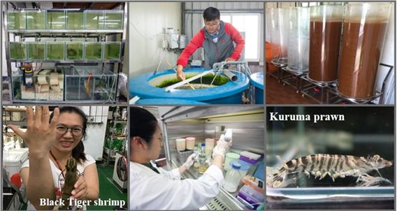 Microalgae Applied to the Development of Technology in Aquaculture