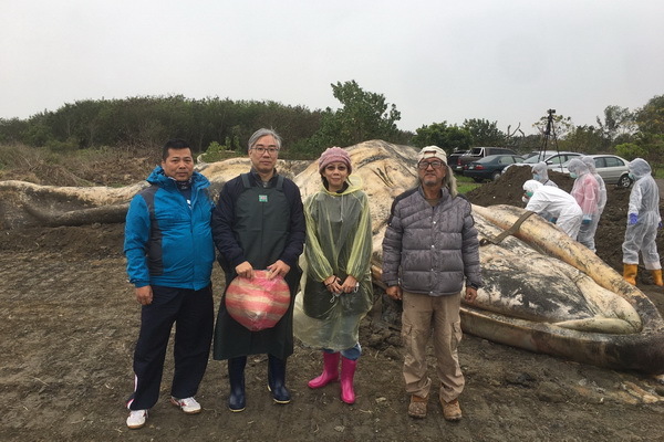 NCKU Cetacean Research Center Restores Taiwan’s First Blue Whale Specimen
