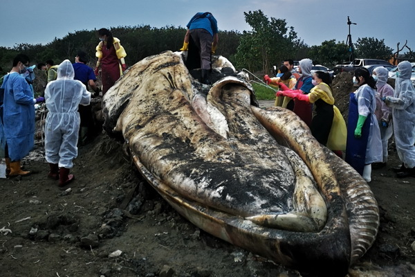 Marine Biology and Cetacean Research Center Does Its Best to Preserve the Blue Whale’s Skeleton