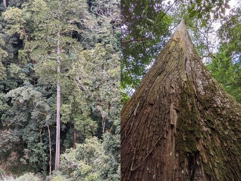 84.1 Meters High Cryptomeria-like Taiwania is the Highest Tree in East Asia