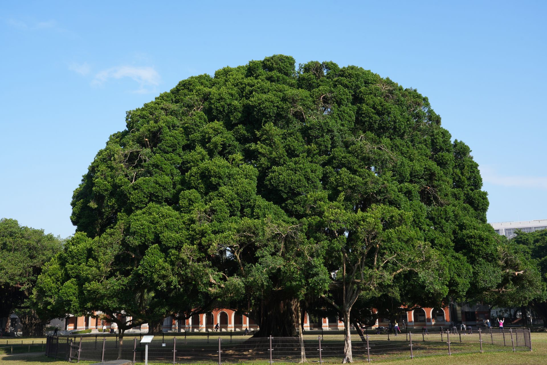 Tainan Landmark "Main Banyan Tree of NCKU Banyan Garden" Undergoes Major Pruning, Becoming Healthier and More Elegant