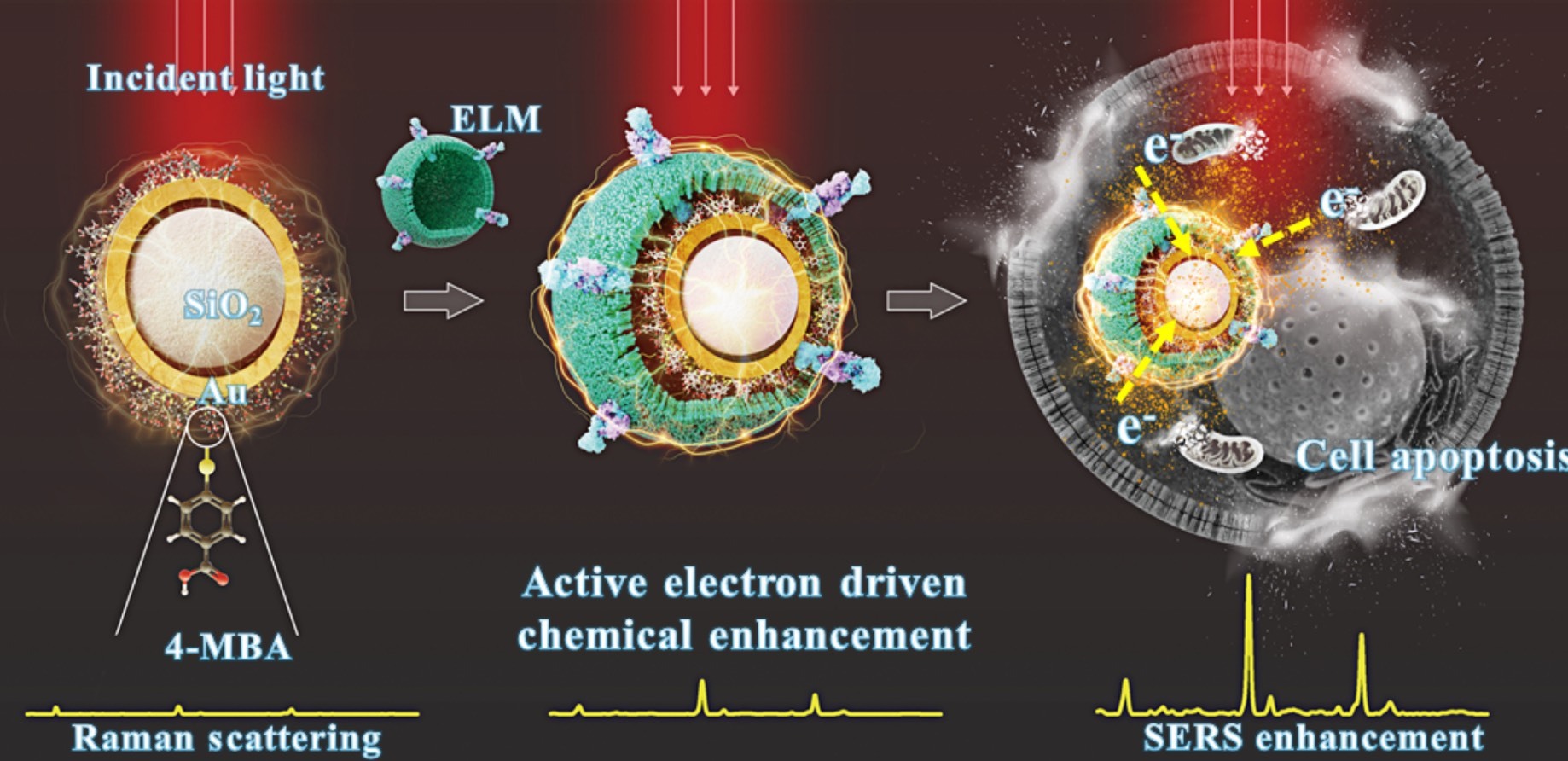 NCKU Unveils Label-Free Cancer Detection Tech for Ultra-Sensitive Cell Monitoring